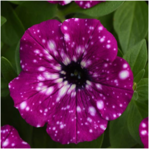 ELECTRIC PURPLE SKY-1 горщик д.9