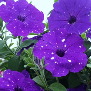 SPLASH DANCE BOLERO BLUE-1 горщик д.9