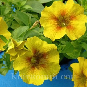 PETCHOA CARAMEL-1 ГОРЩИК Д.9