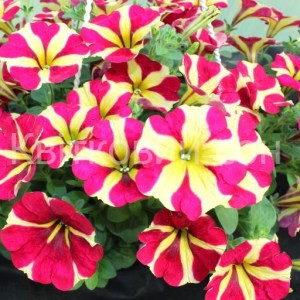 Amore Queen of hearts -1 горщик д.9