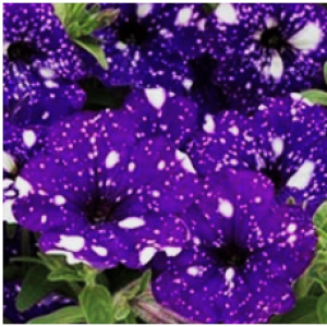 NIGHTSKY-1 горщик д.9