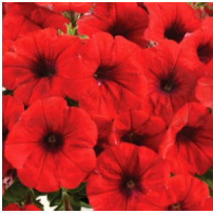 CASCADIAS CHILI RED-1 горщик д.9