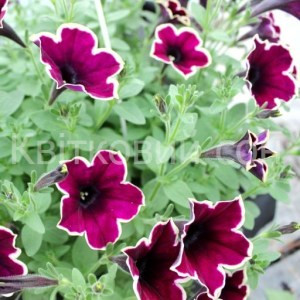 Cascadias Rim Magenta 1 горщик д.9