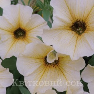 PETCHOA FRENCH VANILA-1 горщик