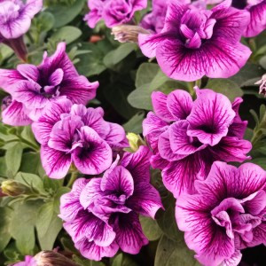 SweetSunshine Compact Hot Pink Veins-1 горщик д9