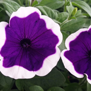 FAMOUS DARK VIOLET PICOTEE-1 горщик д.9