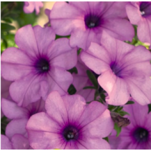 FAMOUS MAGIK PINK-1 горщик д.9