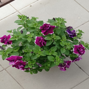 SweetSunshine Magenta Picotee-1 горщик д.9