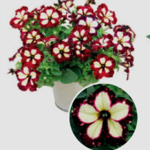 Lightning Sky - 1 горщик д.9