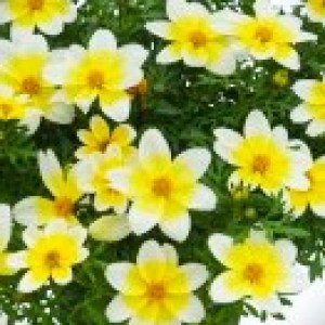 6716-bidens_spicy_electric_white-1000_300x300220