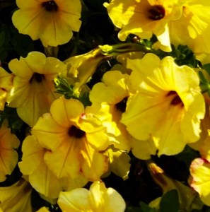 AlpeTunia-Yellow-Dark-Center