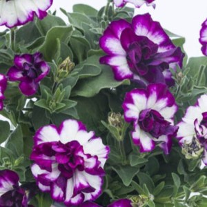 Compact-Tumbelina-Nicola-20-795-1_23A7885LowRes-900x90022