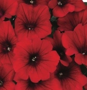 KIENTZLER-Petunia-kumbaya-Red2