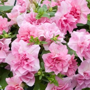 Petunia_Tumbelina_Victoria_Improved_0014375_2__9483322