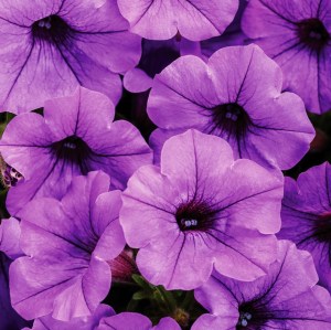 Supertunia_Mini_Vista_Indigo_Petunia_Flowers__1828122
