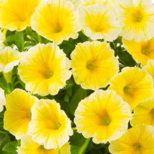 petunia-bees-knees_300x3008_300x300