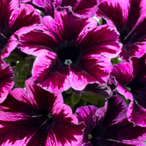 petunia-grandiflora-go-tunia-cosmic-pink_37751_7_300x300