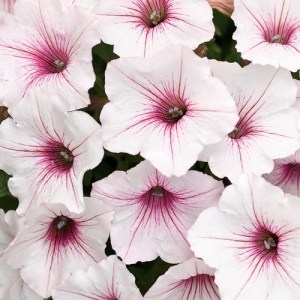 supertuniavistasilverberry_300x300