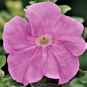 433390-limbo-gp-sweet-pink24