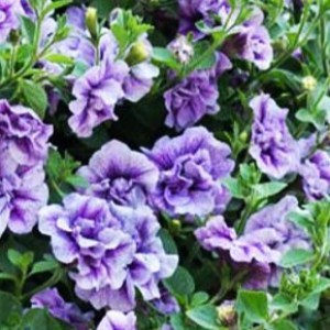 6_Petunia_Tumbelina_Priscilla_0006815__6888422_300x3001