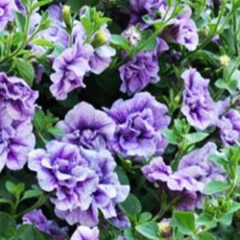 6_Petunia_Tumbelina_Priscilla_0006815__6888422_300x3001