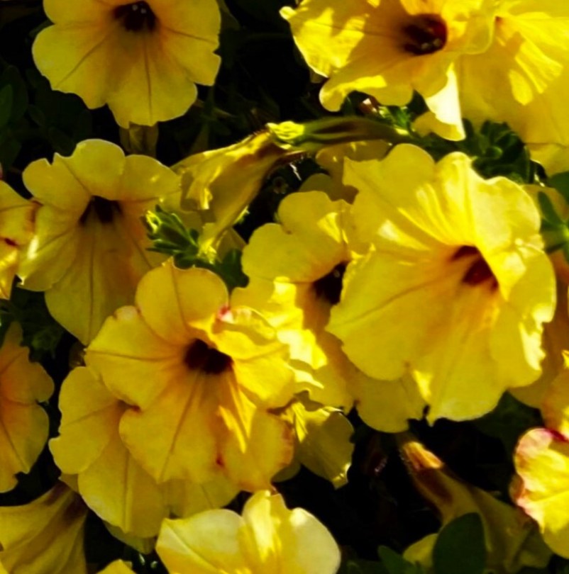 AlpeTunia-Yellow-Dark-Center