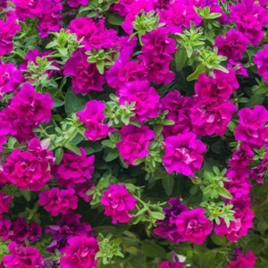Petunia_Tumbelina_Savanna_0014376__2960222_300x3007