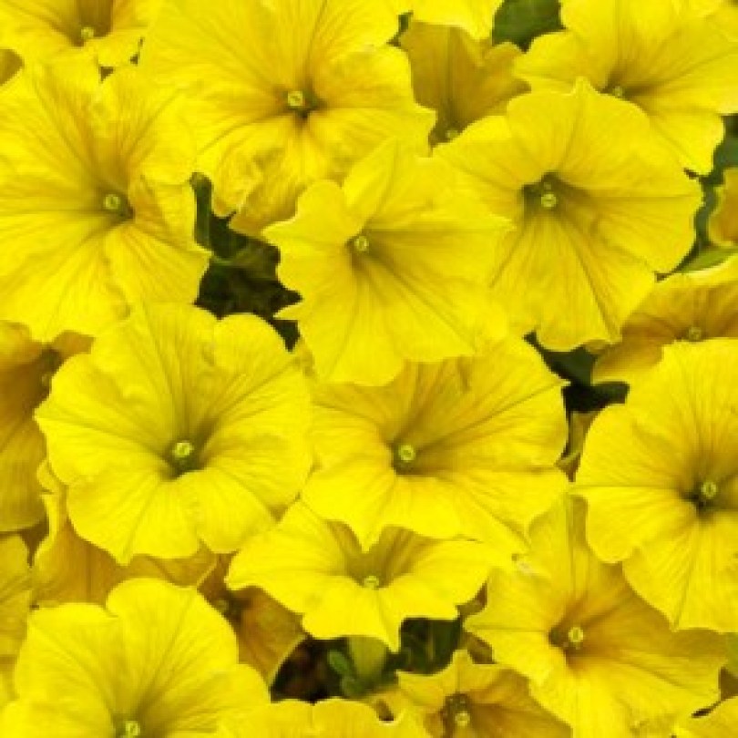 Supertunia_Mini_Vista_Yellow_Petunia_Flowering__37827_300x300