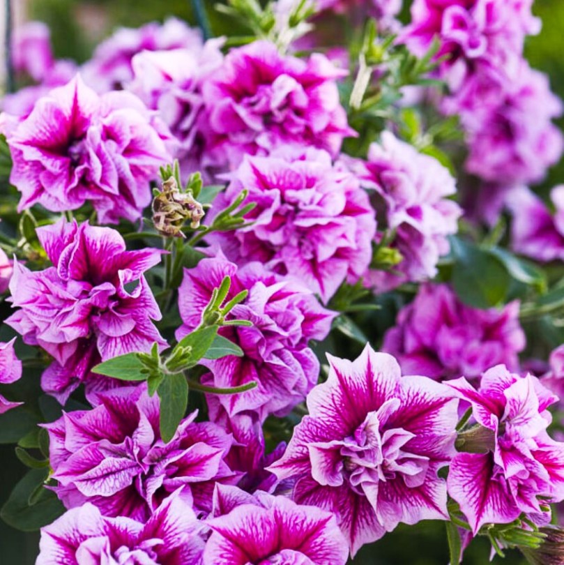 Tumbelina-Helena-16-212-1_20A0511LowRes-900x9008