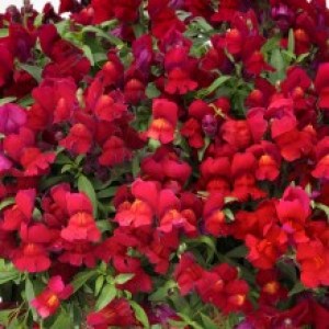 lvinyj-zev-ampelnyj-candy-showers-f1-red