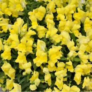 lvinyj-zev-ampelnyj-candy-showers-f1-yellow