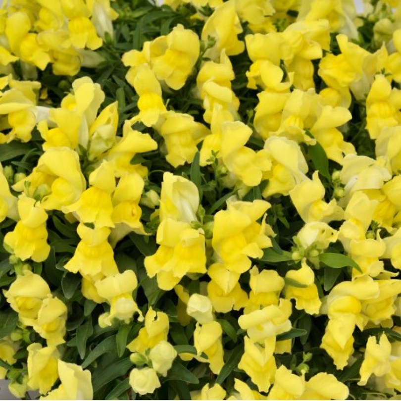 lvinyj-zev-ampelnyj-candy-showers-f1-yellow