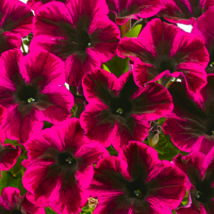 petunia-grandiflora-go-tunia-cosmic-purple_36922_6_300x300