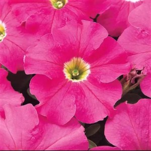 pink2