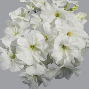 semena-cvetov-petunia-limbo-f1-white