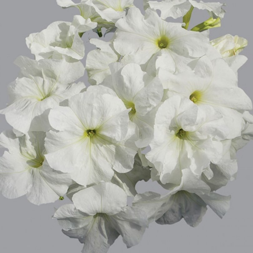 semena-cvetov-petunia-limbo-f1-white