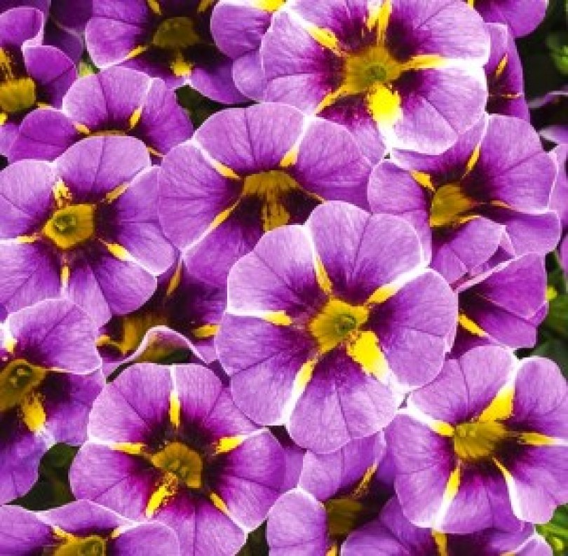 superbells_evening_star_improved_300x300