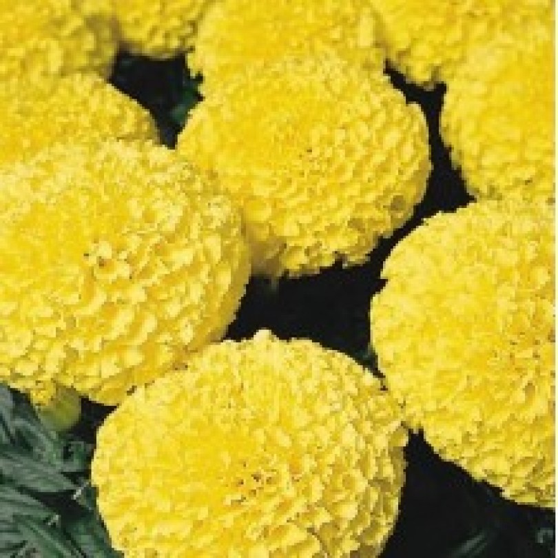 tagetes-discovery-yellow